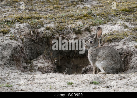 European Rabbit ( Oryctolagus cuniculus ), adult, sitting in font of rabbit's burrow in the dunes, wildlife, Europe. Stock Photo