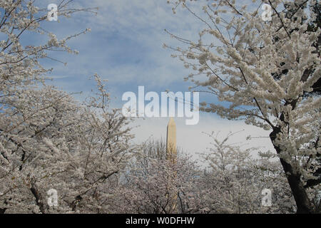 The Washington Monument is seen over branches of cherry trees in full bloom near the Tidal Basin in Washington on March 31, 2007. The blooming of the cherry blossoms is a celebrated annual event in Washington, signaling the beginning of spring and honoring the history of the trees which were first planted in 1912 by First Lady Helen Taft and the Viscountess Chinda of Japan. Stock Photo