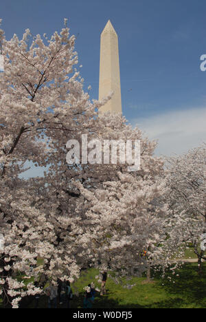 The Washington Monument is seen over branches of cherry trees in full bloom near the Tidal Basin in Washington on March 31, 2007. The blooming of the cherry blossoms is a celebrated annual event in Washington, signaling the beginning of spring and honoring the history of the trees which were first planted in 1912 by First Lady Helen Taft and the Viscountess Chinda of Japan. (UPI Photo/Alexis C. Glenn) Stock Photo