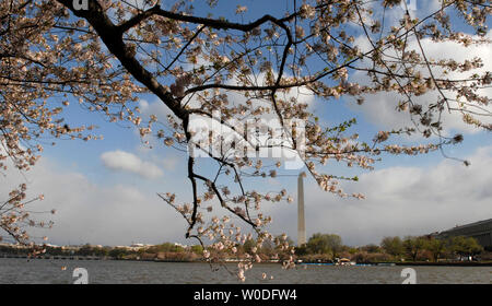 The Washington Monument is seen framed by blooming cheery blossoms, on the Tidal Basin in Washington on April 5, 2007. The blooming of the cherry blossoms is a celebrated annual event in Washington, signaling the beginning of spring and honoring the history of the trees which were first planted in 1912 by First Lady Helen Taft and the Viscountess Chinda of Japan. (UPI Photo/Kevin Dietsch) Stock Photo