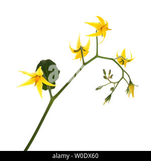 Tiny Currant tomato plant flowers, isolated on white. Solanum pimpinellifolium. Stock Photo