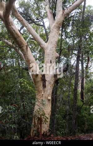 An Australian Paperbark tree, also called a Melaleuca quinquenervia in the rain forest of Fraser Island in Queensland, Australia  Fraser Island is a W Stock Photo