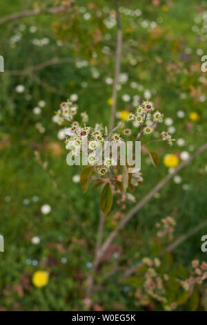 Amelanchier canadensis branch with inflorescence Stock Photo