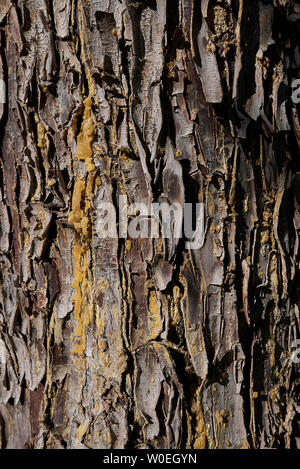 Cupressus arizonica bark close up Stock Photo