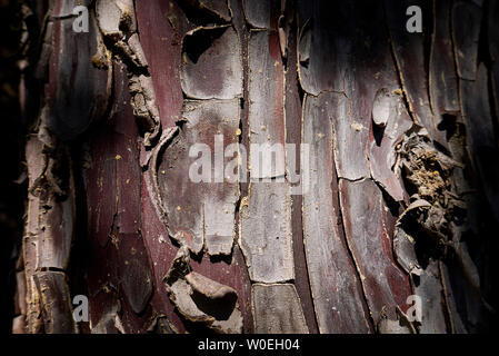 Cupressus arizonica bark close up Stock Photo