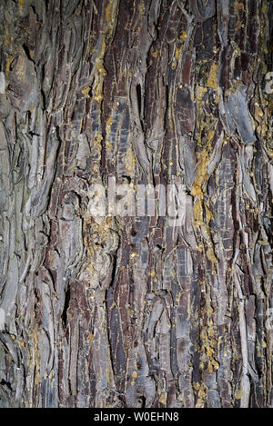 Cupressus arizonica bark close up Stock Photo