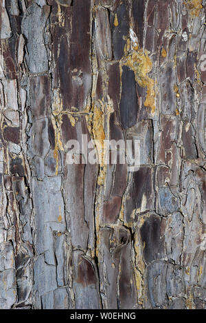 Cupressus arizonica bark close up Stock Photo