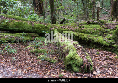 Moss covered logs in the tropical rainforest on Fraser Island off the Sunshine coast of Queensland, Australia   Fraser Island is a World Heritage site Stock Photo