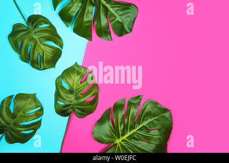 Tropical pattern from leaves Monstera, Swiss Cheese Plant, on neon pink blue background. Stock Photo