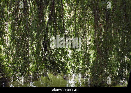 France, Strasbourg, 67, branches of weeping willow falling on the Ill river