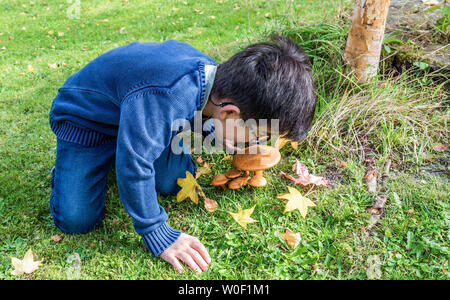 Six-year-old boy observing mushrooms in the forest Stock Photo