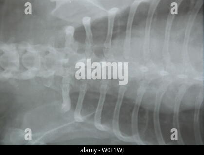 x-ray film of dog chest and rib Stock Photo