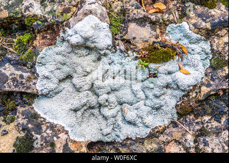 Spain, autonomous community of Aragon, Sierra y Cañones de Guara natural park, province of Huesca, Val de Onsera, lichen on a stone Stock Photo
