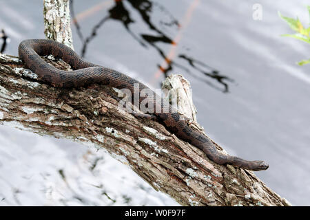 USA. Florida. Big Cypress National Preserve. Burmese python, an invasive species in southern Florida. Stock Photo