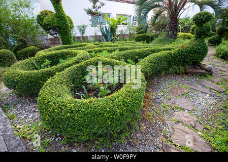 Green peacock topiary of boxwood in sunny park close Stock Photo