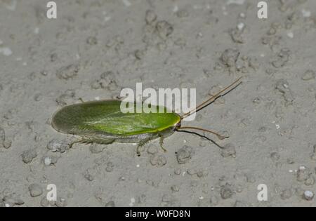 A green Cuban Cockroach (Panchlora nivea) at rest on a rough gray building wall in Houston, TX. They are not considered pests. Stock Photo