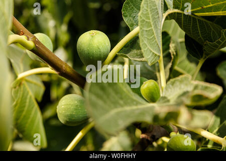 Fig fruits growing in the tree. Detail of green and unripe figs at a common fig tree branch. Summer fruits background Stock Photo