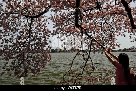 A woman takes a photograph along the Tidal Basin, near the Jefferson Memorial, as the cherry blossoms are in full bloom in Washington on April 3, 2010. UPI/Alexis C. Glenn Stock Photo