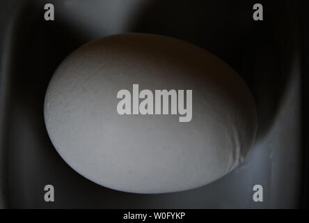 An egg is displayed on August 20, 2010. Iowa's Write County Egg has recalled as many as 380 million eggs, possibly tainted with salmonella, which are packaged under 19 name brands sold in 17 states. UPI/Alexis C. Glenn Stock Photo