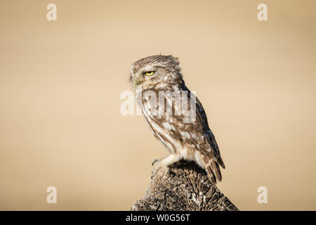 Adult Little Owl (Athene noctua), perched on a trunk, Lleida, Catalonia, Spain