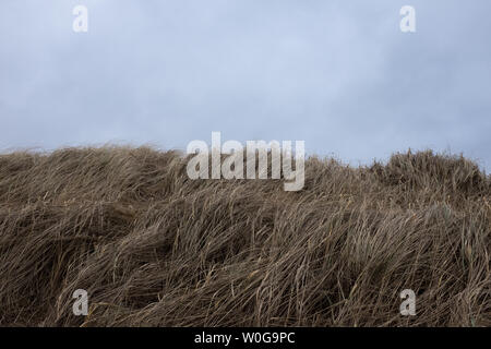 Sea grass blowing in the wind at Shell Beach, Earlsferry, East Neuk, Fife, Scotland. Stock Photo