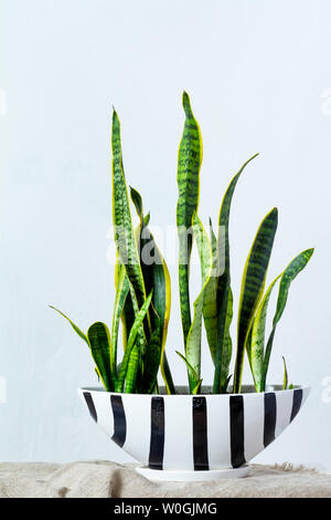 A large sansevieria plant in a long black white pot stands on natural fabric on white console opposite the white textural wall, copyspace Stock Photo