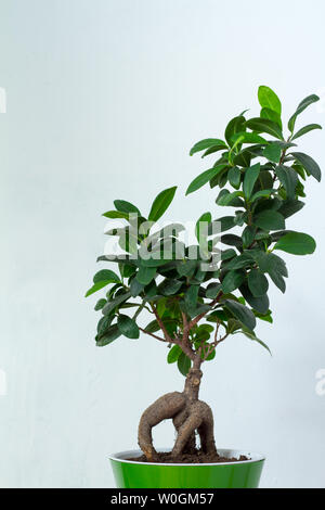 A ficus bonsai in a light green pot stands over the white textural wall, copyspace Stock Photo
