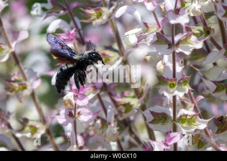 Large Violet Carpenter flying, Xylocopa on Salvia sclarea