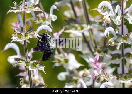 Large Violet Carpenter bee on flower Xylocopa on Salvia sclarea Stock Photo