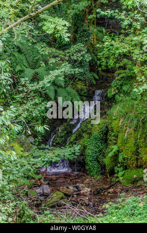 Atlantean forest of Devesa da Rogueira in the Sierra O'Courel Lugo Spain Stock Photo