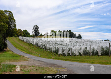 Rows of apple trees covered with netting in Batlow, Australia Stock Photo