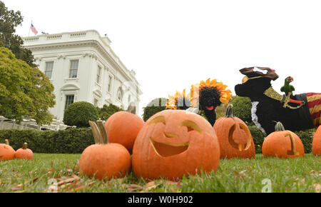 Models of the First Family's dogs, Bo and Sunny are displayed with pumpkins on the South Lawn of the White House for Halloween, where US President Barack Obama and First Lady Michelle Obama will be welcoming treat-or-treating local children and children of military families, October 31, 2013, in Washington, DC.    UPI/Mike Theiler Stock Photo