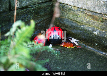 Beetle garden furnishings Stock Photo