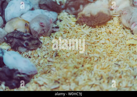 Many rats are sleeping, resting and eating in cages. Stock Photo