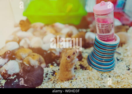 Many rats are sleeping, resting and eating in cages. Stock Photo