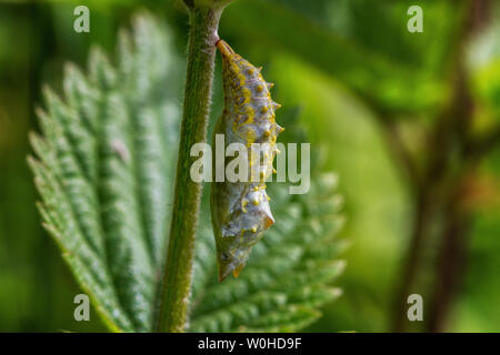 Uk wildlife: Peacock butterfly pupa in very early stages Stock Photo