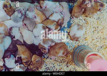 Many rats are sleeping, resting and eating in cages. Stock Photo