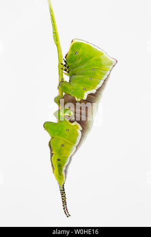 A beautifully marked puss moth caterpillar, Cerura vinula, photographed against a white background. Puss moth caterpillars, or larvae, have excellent Stock Photo