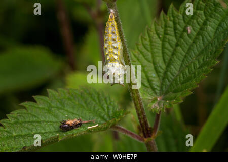 Uk wildlife: Peacock butterfly pupa in very early stages with discarded skin of caterpillar below