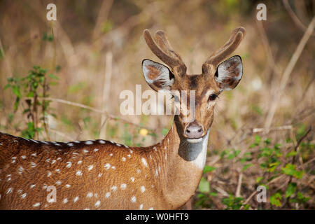 spotted deer or axis deer, Axis axis, Bandipur Tiger Reserve, Karnataka, India Stock Photo