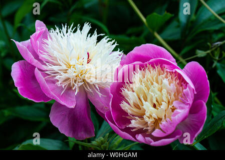 The flower of a peony 'Bowl of Beauty' (Paeonia lactiflora 'Bowl of Beauty')