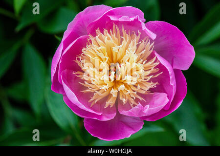 The flower of a peony 'Bowl of Beauty' (Paeonia lactiflora 'Bowl of Beauty')