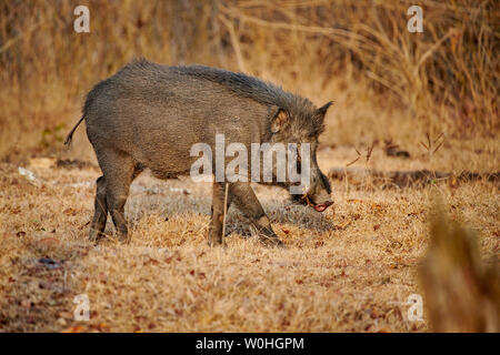 Indian boar, also known as the Andamanese pig or Moupin pig, Sus scrofa cristatus, Kabini, Nagarhole Tiger Reserve, Karnataka, India