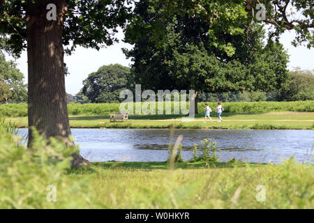 Bushy Park, London, UK. 27th June, 2019. Lovely afternoon for taking a walk sunshine in Bushy Park, South West London. Credit: Julia Gavin/Alamy Live News Stock Photo