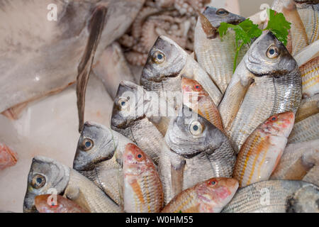 Various fresh seafood and fish displayed on the table for sale in a fish market in Bari, Italy: sea bream, goatfish, sea bass, branzino Stock Photo