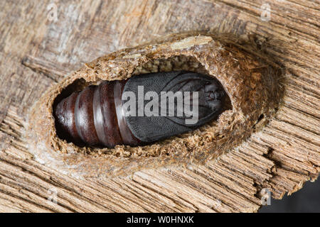 The chrysalis, or pupa, of a Puss Moth, Cerura vinula. It can be seen here with its protective cocoon cut away. The cocoon is very tough and made from Stock Photo