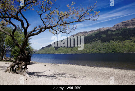View across Loch Lomond from roadside campsite and beach on the shores of Loch Lomond. Stock Photo