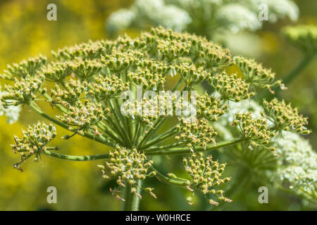 Common cowparsnip fruit, Heracleum maximum, Point Reyes National Seashore, California, USA Stock Photo