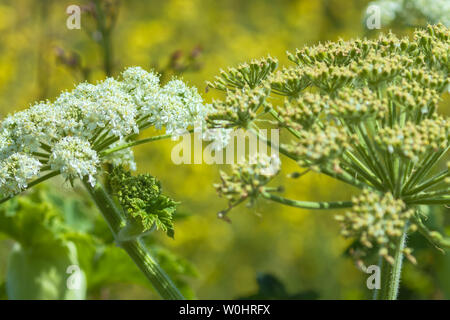 Common cowparsnip flowers and fruit, Heracleum maximum, Point Reyes National Seashore, California, USA Stock Photo