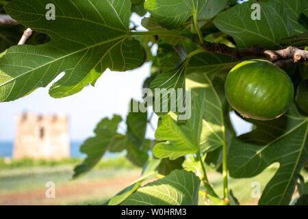 Fresh green fig on a branch of fig tree with green leaves with Mediterranean landscape, old tower, agriculture field and blue sea on the background Stock Photo